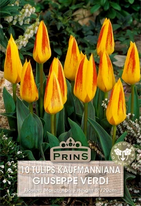 Tulip kaufmanniana Giuseppe Verdi