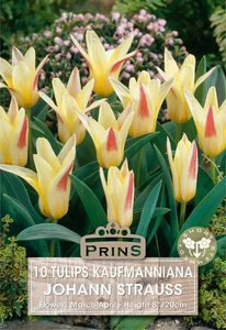 Tulip kaufmanniana Johann Strauss