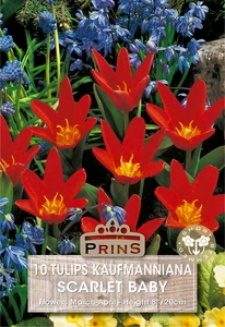 Tulip kaufmanniana Scarlet Baby