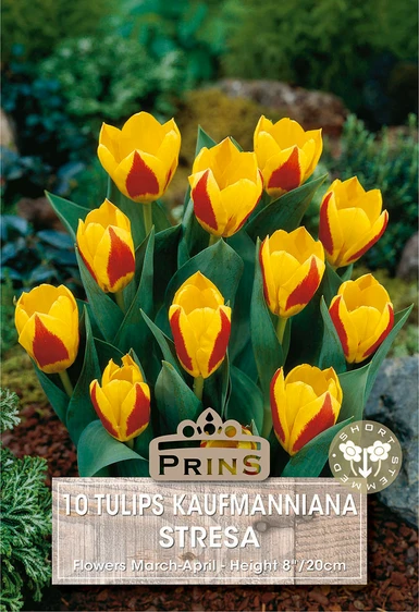 Tulip kaufmanniana Stresa