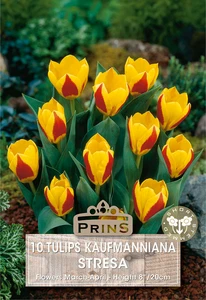 Tulip kaufmanniana Stresa