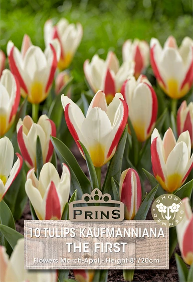 Tulip kaufmanniana The First