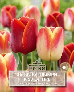 Tulip Kiss Of Fire