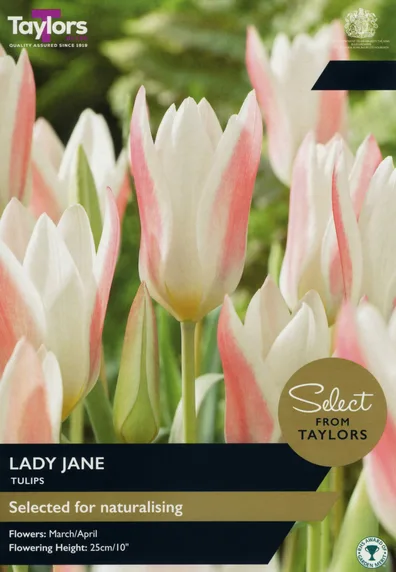 Tulip Lady Jane