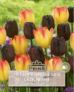 Tulip Lazy Night