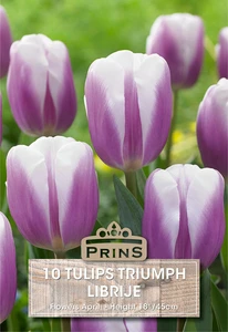 Tulip Librije