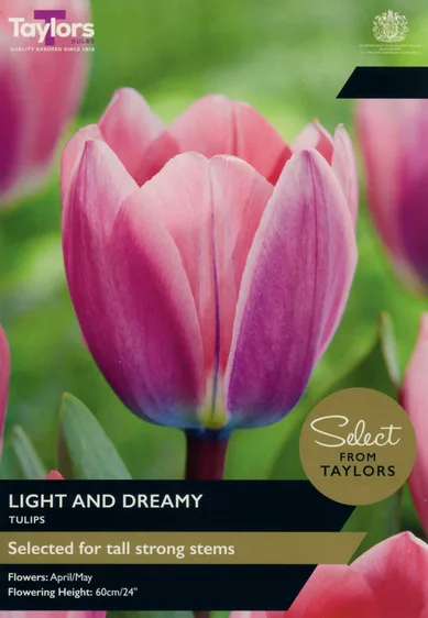 Tulip Light and Dreamy