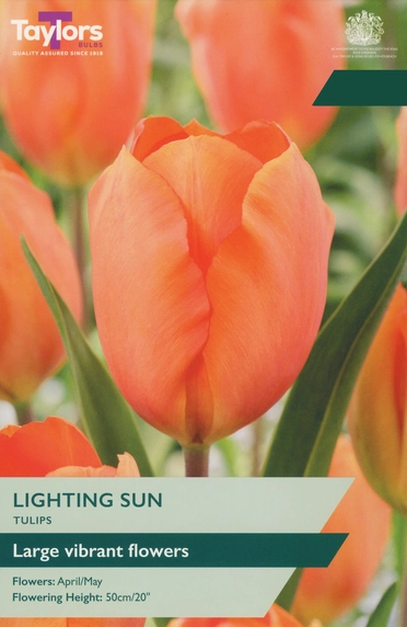 Tulip Lighting Sun