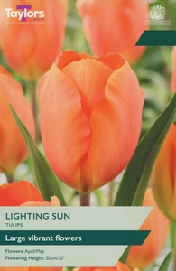 Tulip Lighting Sun