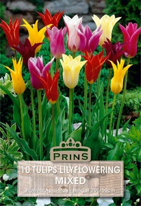 Tulip Lily Flowering Mix