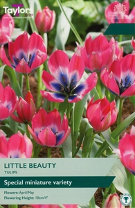 Tulip Little Beauty