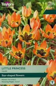 Tulip Little Princess