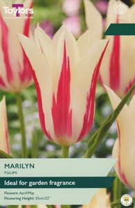 Tulip Marilyn