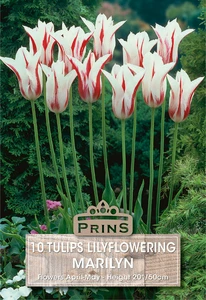 Tulip Marilyn