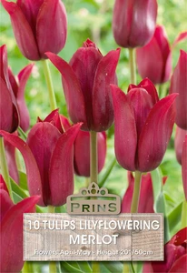 Tulip Merlot