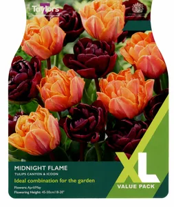 Tulip Midnight Flame