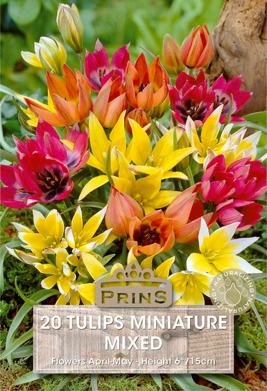 Tulip Miniature Mix
