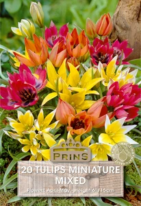Tulip Miniature Mix