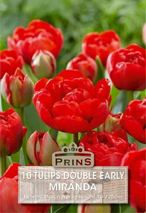 Tulip Miranda