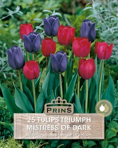 Tulip Mistress Of Dark