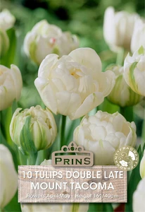 Tulip Mount Tacoma