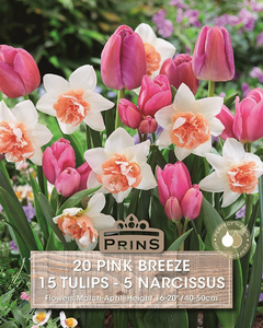 Tulip & Narcissus Pink Breeze Mix