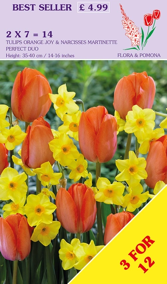 Tulip & Narcissus Warm Duo