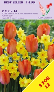 Tulip & Narcissus Warm Duo