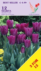 Tulip Negrita