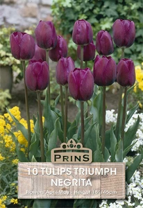 Tulip Negrita