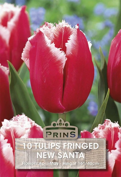 Tulip New Santa