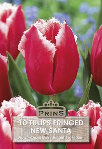 Tulip New Santa
