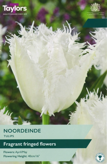 Tulip Noordeinde