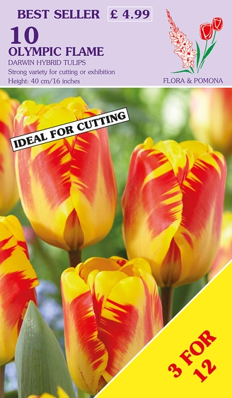 Tulip Olympic Flame