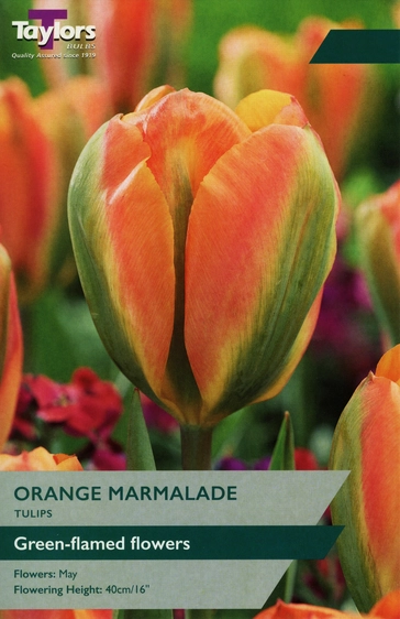 Tulip Orange Marmalade