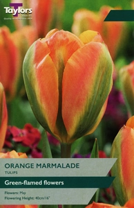 Tulip Orange Marmalade