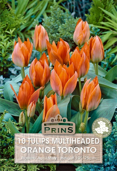 Tulip Orange Toronto