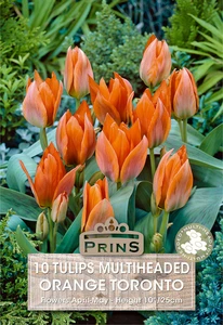 Tulip Orange Toronto
