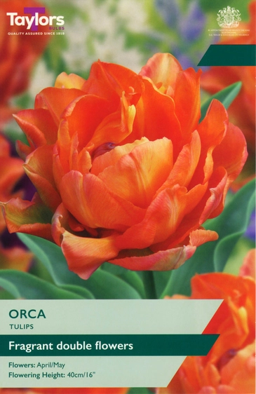 Tulip Orca