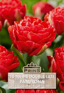 Tulip Pamplona