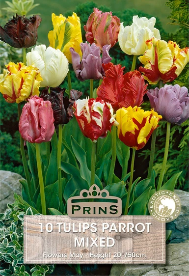 Tulip Parrot Mix