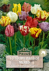 Tulip Parrot Mix