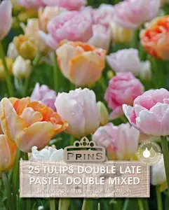 Tulip Pastel Double Mix