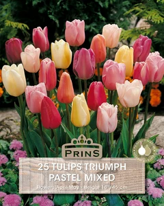 Tulip Pastel Mix
