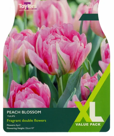 Tulip Peach Blossom