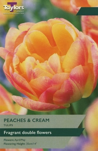 Tulip Peaches & Cream
