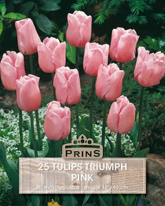 Tulip Pink