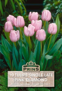 Tulip Pink Diamond