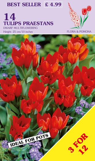 Tulip praestans