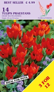 Tulip praestans